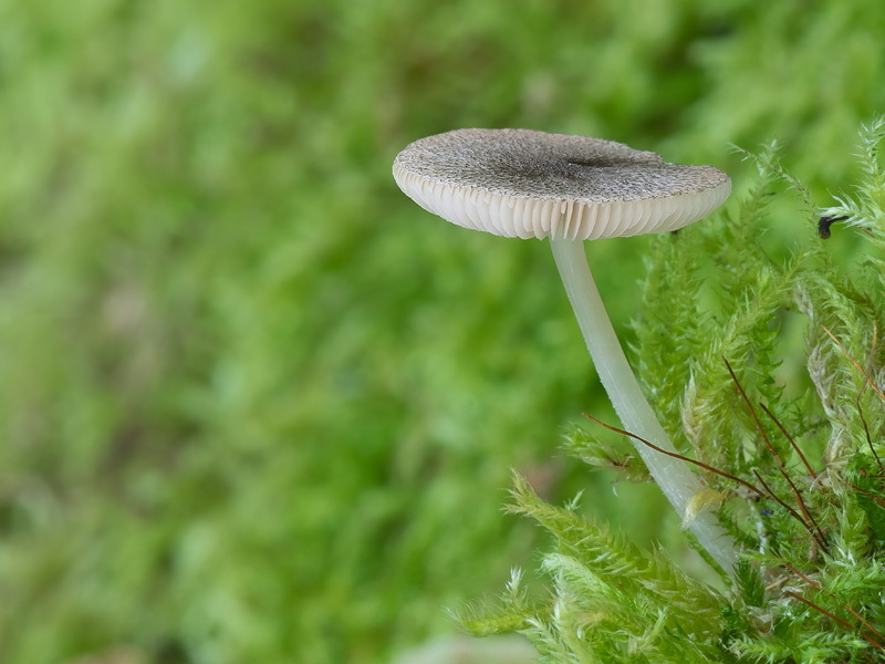 Pluteus hispidulus